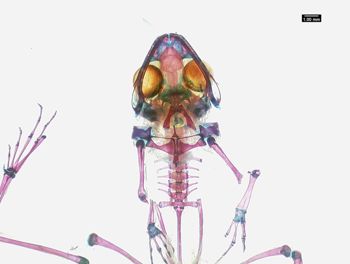 Media type: image;   Herpetology A-136938